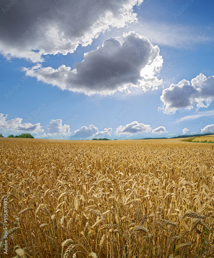 Sun clearing clouds on a wheat farm with copyspace. Sun rays shining on barley growing on rural orga