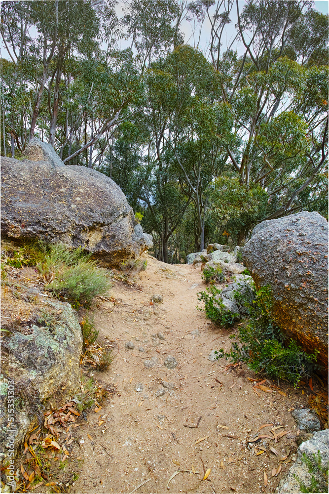 桌山上的偏远山地徒步旅行路线。被灌木丛包围的封闭山地徒步旅行路径