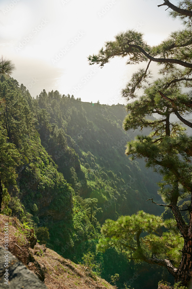 A landscape of pine forests in the mountains of La Palma, Canary Islands, Spain. Beautiful green for