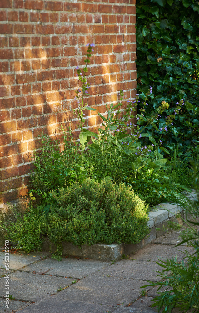 Purple common sage growing, blossoming, flowering on bush in landscaped home garden. Salvia officina