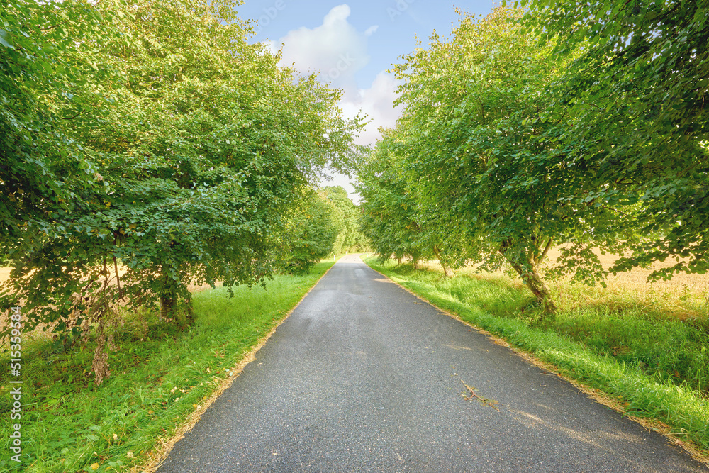 路边有灌木丛和树木的空旷道路的景色。林荫道路的照片