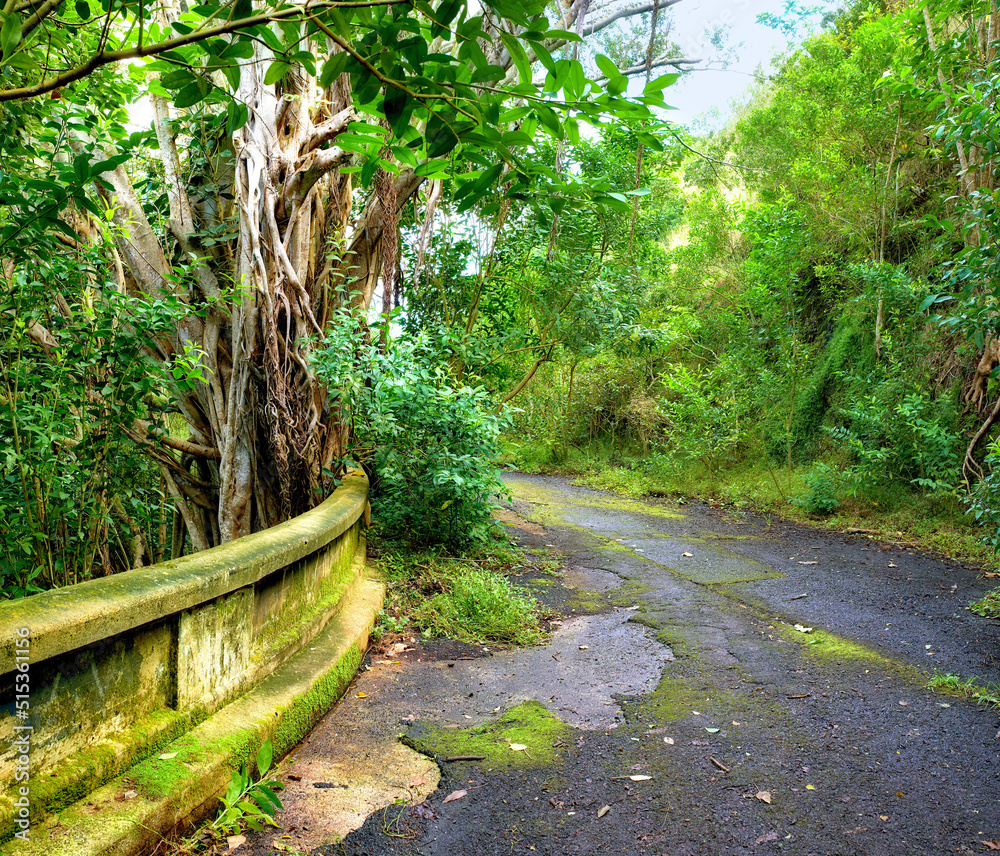 雨林中被遗弃的山路。旧巴利公路附近的瓦胡岛土著森林