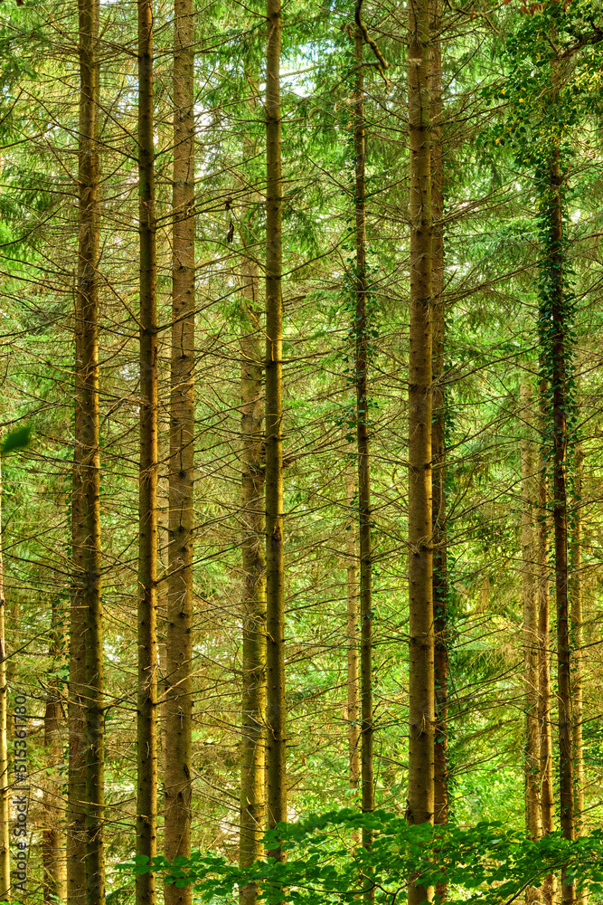 A beautiful view of the tall trees in the forest. Trees forest in summer in Denmark. Landscape view 