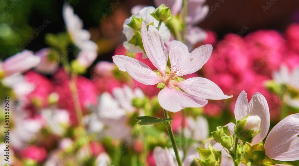 盛开的野生花园，有粉色花朵麝香锦葵Malva Alcea左锦葵vervane锦葵或蜀葵