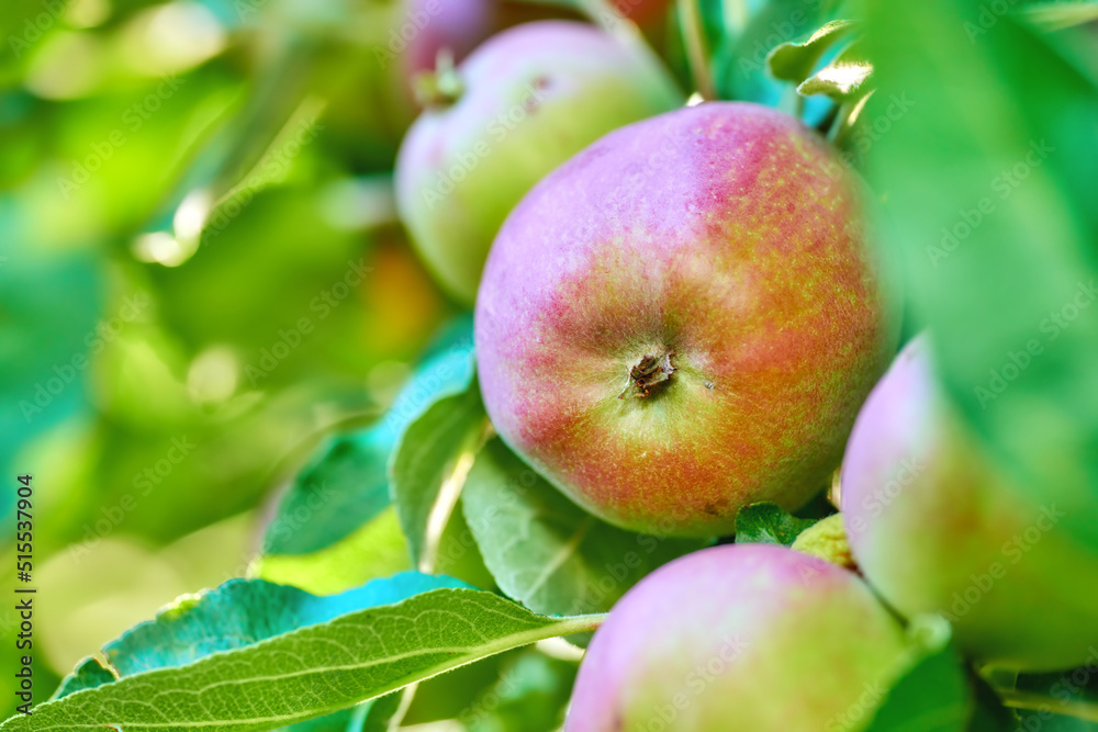 Closeup of ripe red apples hanging from apple tree branch in orchard farm in remote countryside with