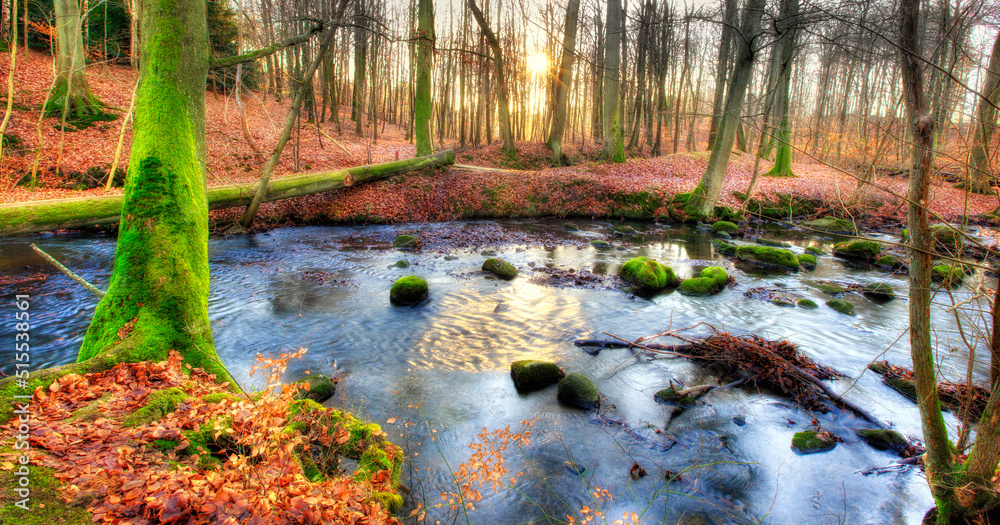 A colourful forest in autumn. Tall trees with vibrant green and brown leaves in a park or bushy wood