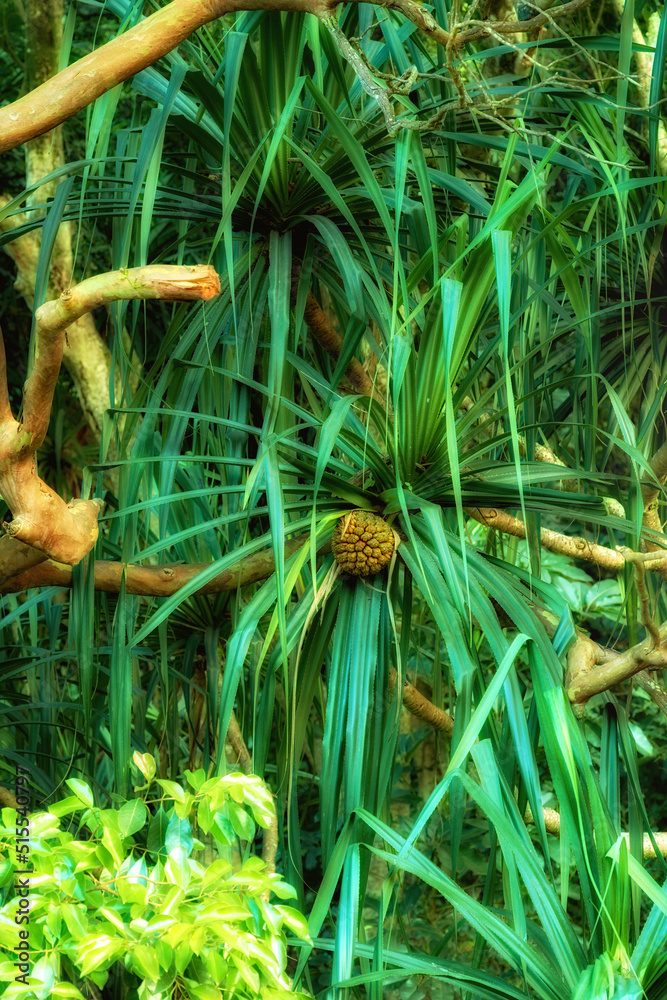 Scenic view of wild fruit growing in dense forest trees in Hawaii rainforest. Exploring nature and w