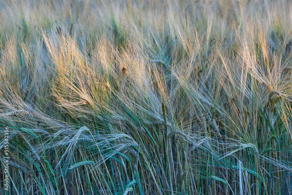 Landscape of a wheat field under rays of sunlight in the morning. Tall green grass sprouts swaying i