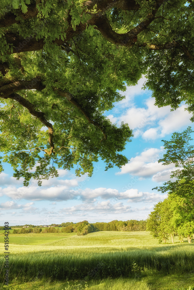 Copyspace and beautiful scenic summer landscape of grassy meadows and trees with a cloudy blue sky. 