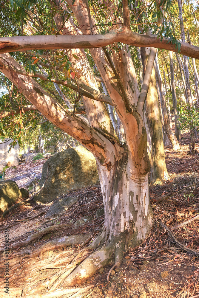 Forest of Eucalyptus trees growing in a rocky meadow on a hillside in South Africa. Landscape of a b