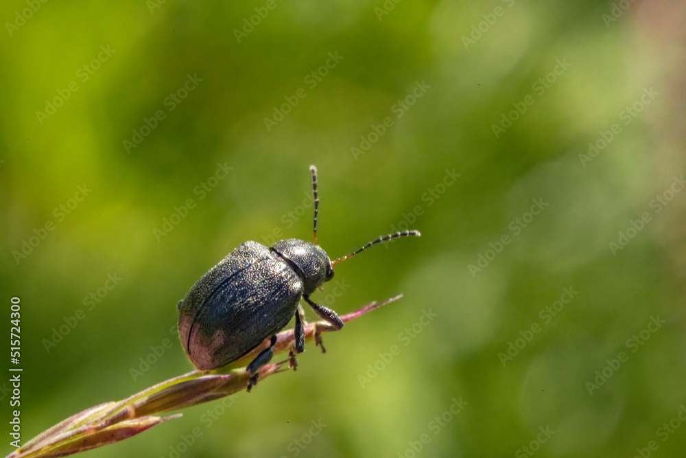 Bromius obscurus，西方葡萄根虫，[4]是叶甲科的一种甲虫。I