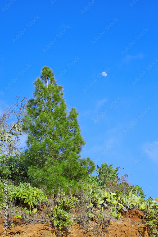 加那利群岛拉帕尔马松林景观中一棵高大的树的美丽景色