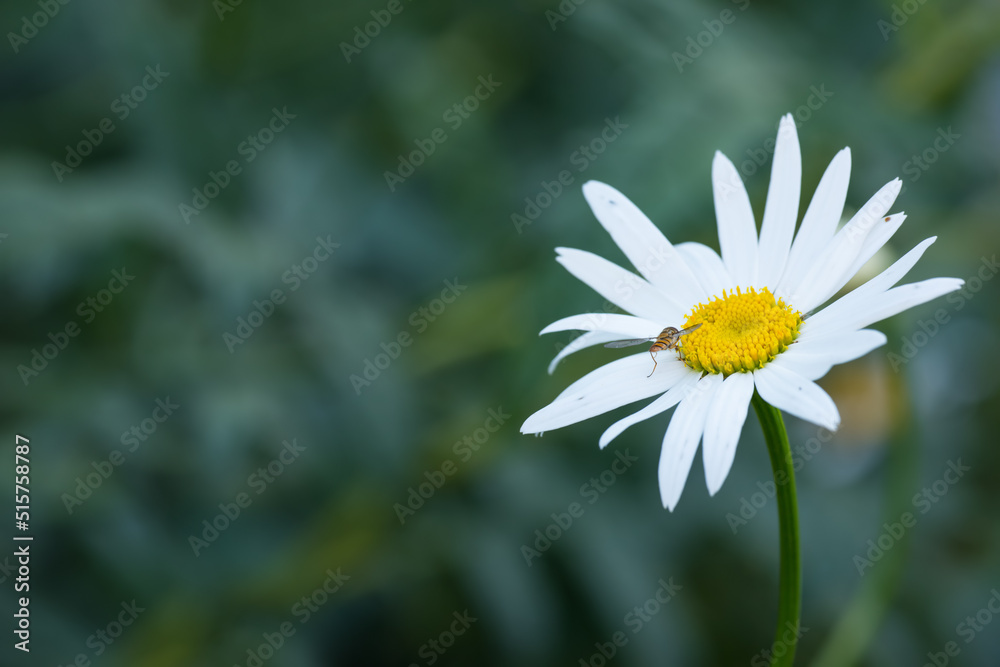 A bee on a daisy or Marguerite outside in a garden on a summer day or springtime. Honeybee pollinati