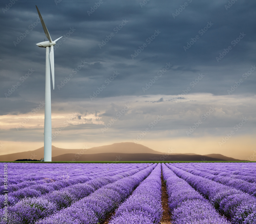 Blooming lavender field and wind turbine