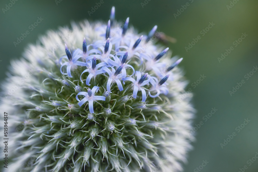 Closeup of a blue globe thistle plant with thorns in a backyard garden against a blurred background.