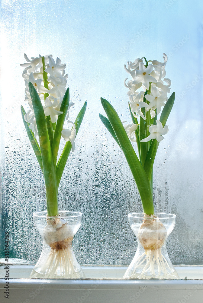 Closeup of Crocus growing in fresh water, plant on a windowsill . Two white bunches of flowers addin