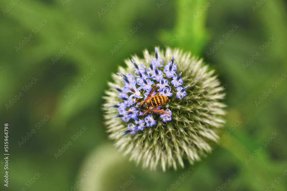 Closeup of globe thistle plants being pollinated by bees in a garden amongst greenery in nature duri