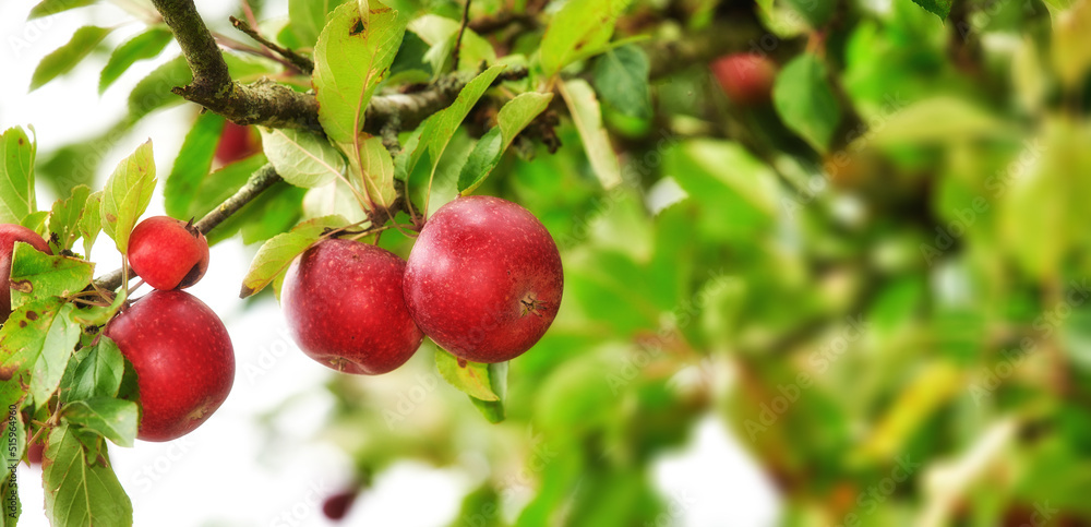 Closeup of red apples growing on green apple tree stem branch on sustainable orchard farm in remote 