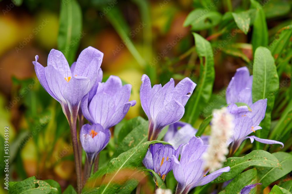 Purple crocus flower plant growing in a backyard garden during summer. Nature vegetation flourishing