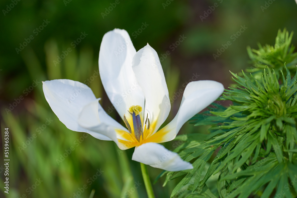 在外面明亮的日子里，铁线莲花生长在田野或植物园里。特写