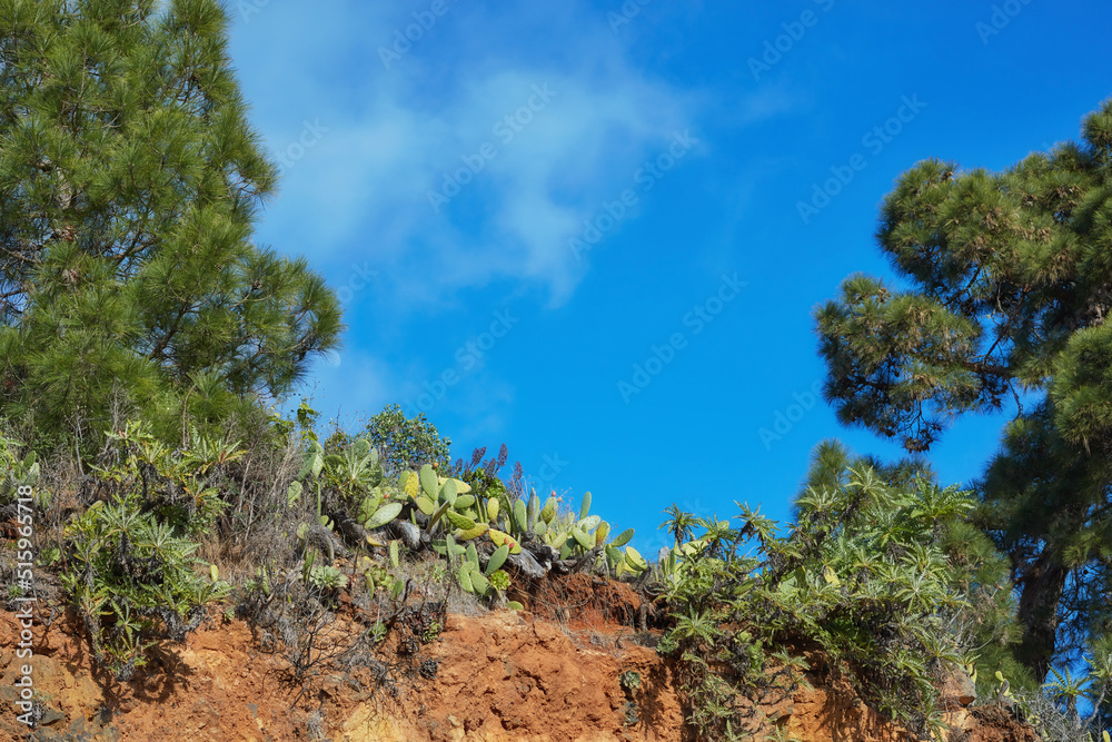 Lush green forest in the morning, tall pine trees growing with nature in harmony and copyspace. Tran