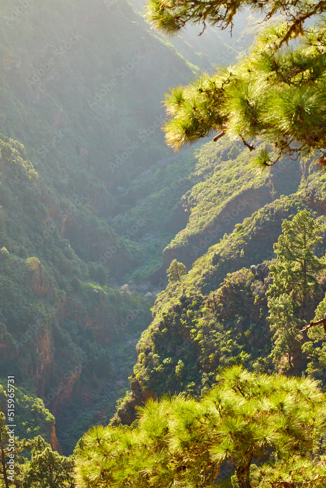 Landscape of branches on Scots pine tree in the mountains of La Palma, Canary Islands, Spain. Forest