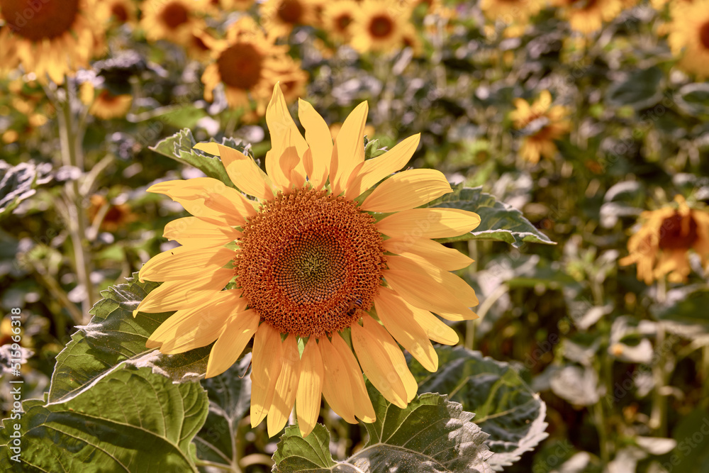 Common yellow sunflowers growing in a field or botanical garden on a bright day outdoors. Helianthus