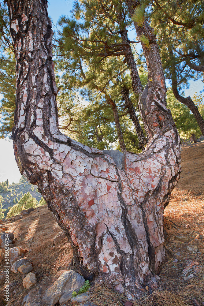 A big tree trunk in the mountains in summer. Low angle of an old tree bark and rocks in a wild myste