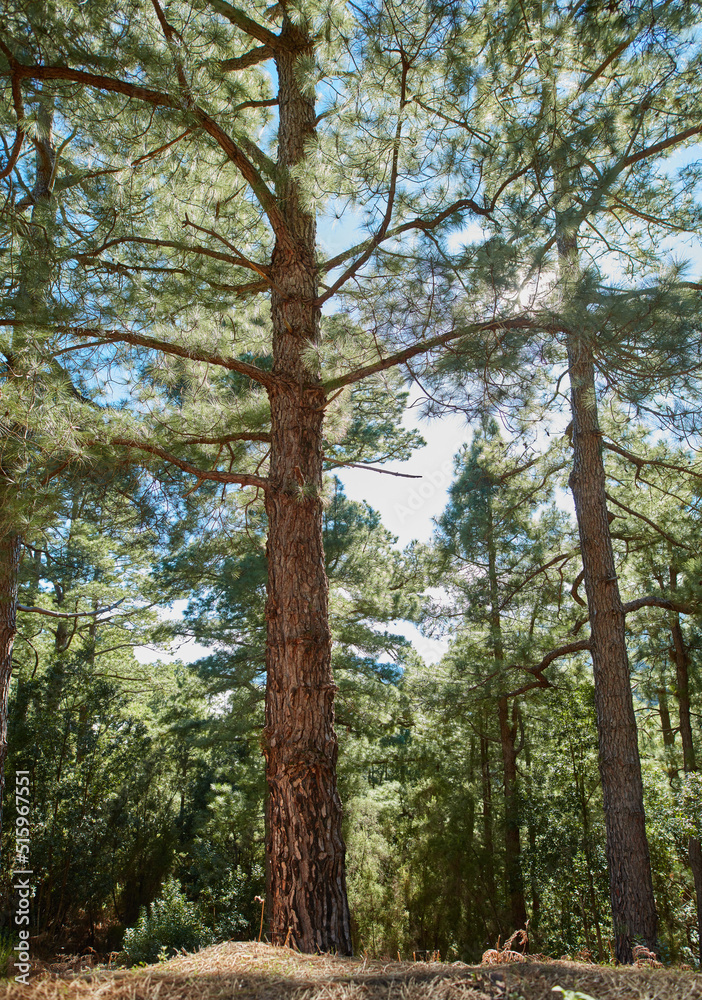 西班牙加那利群岛拉帕尔马山区美丽的松林。风景如画。