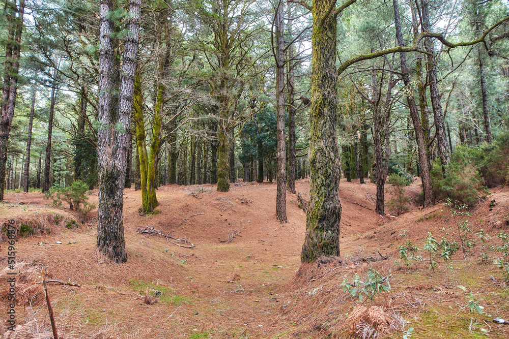 Pine trees in a forest in winter on the mountains. Landscape of many dry tree trunks on a sandy hill