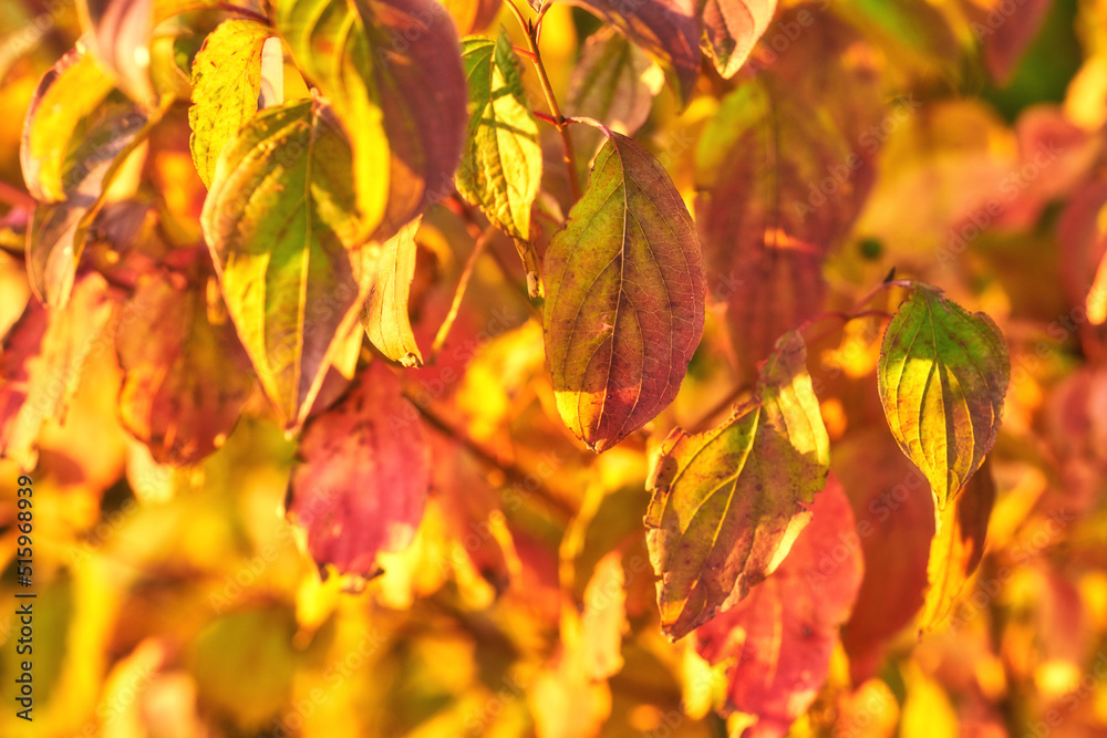 Closeup of colorful autumnal leaves growing on tree branches in season with copy space. Green, yello