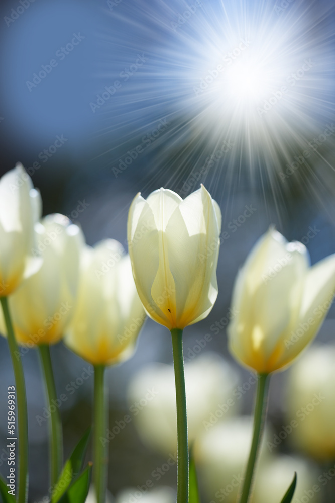 Bright sunshine over tulip flowers in a garden or field outdoors. Closeup of a beautiful bunch of fl