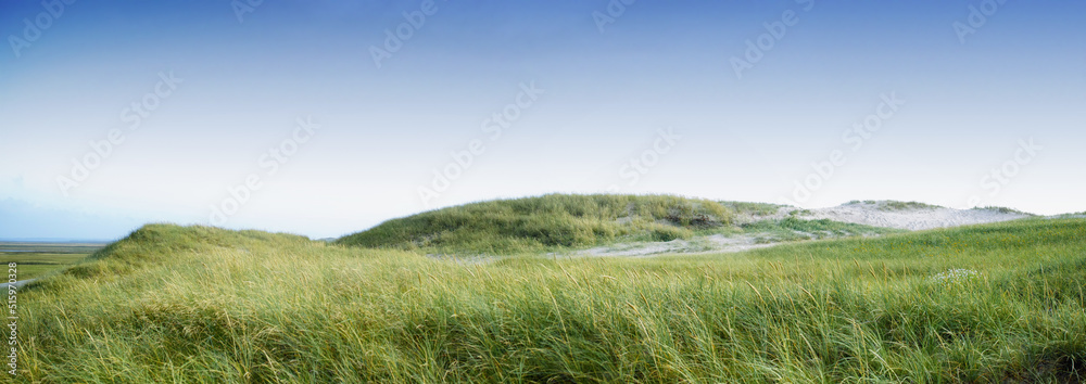 在蓝天背景下，空旷的海滩或沙丘上长着绿草的版权空间。风景区