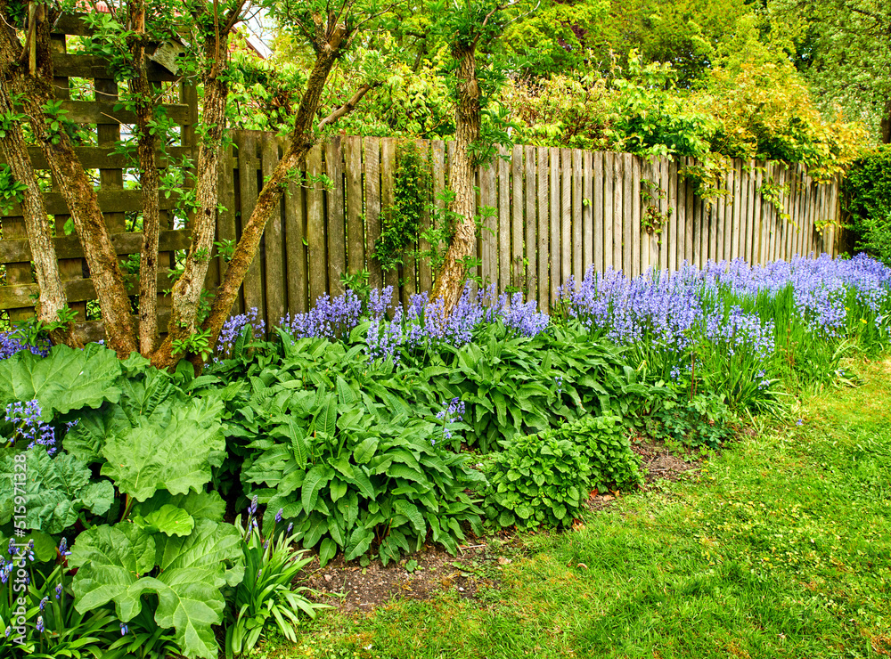 Bluebell flowers grow in a beautiful garden with lush green bush and grass. Decorative purple plants