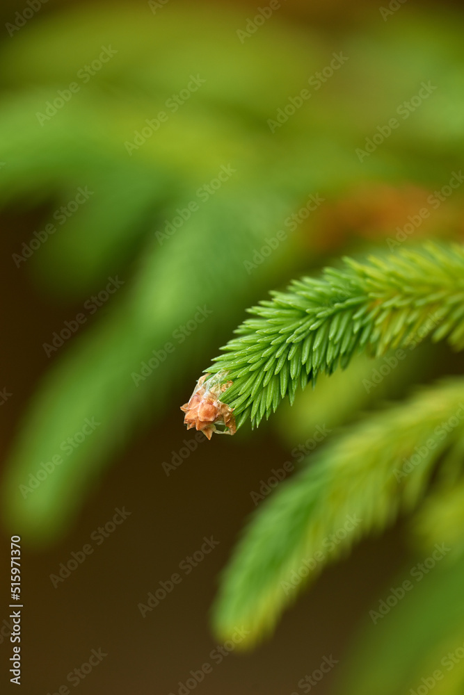 春天郁郁葱葱的绿色森林，松树与自然一起生长的特写宏观细节