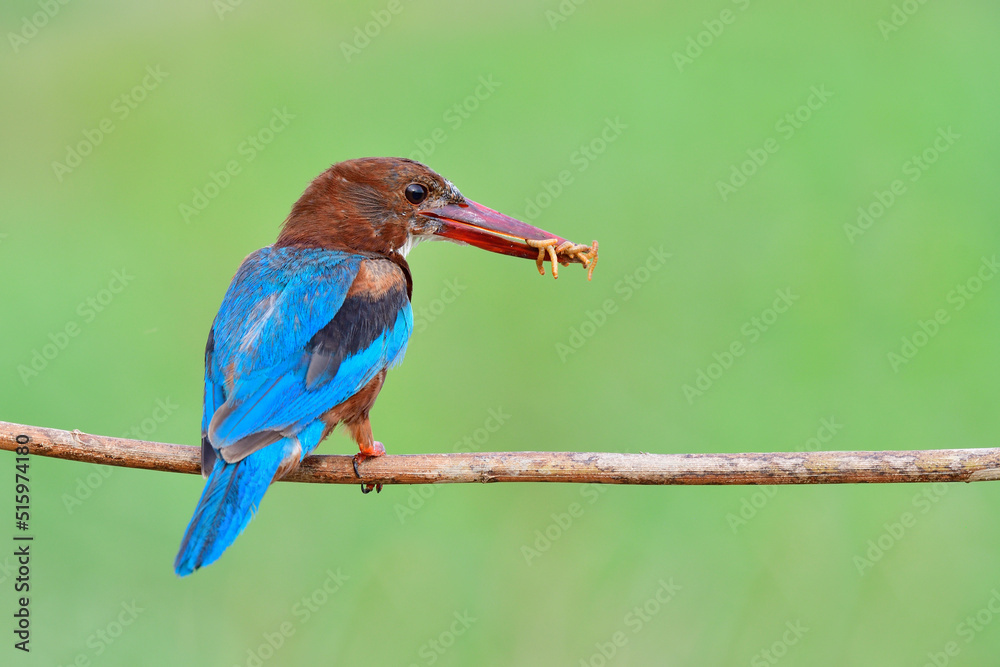 white-throated kingfisher eating fresh small worms as it delicious meals for it unusual happens