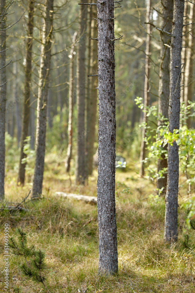 Wild pine trees in the forest on a sunny day. Landscape of many pine tree trunks in an uncultivated 