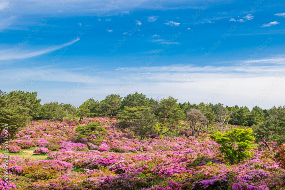 万年山・ミヤマキリシマ群生地（御花畑）