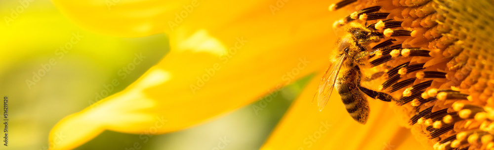 honey bee collects nectar on sunflower flowers.