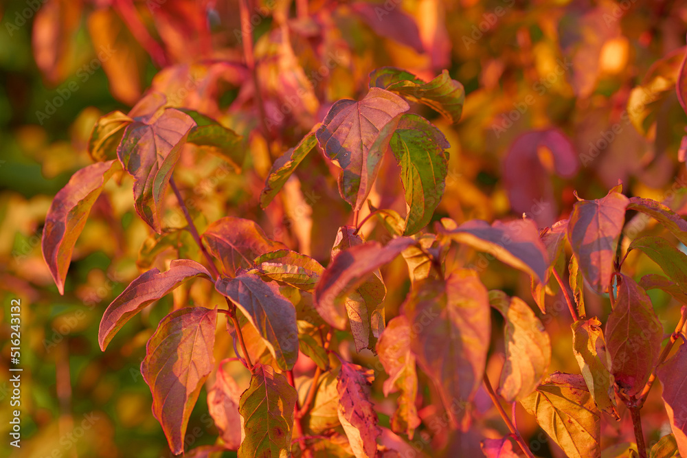 Closeup view of autumn orange beech tree leaves with a bokeh background in a remote forest or countr