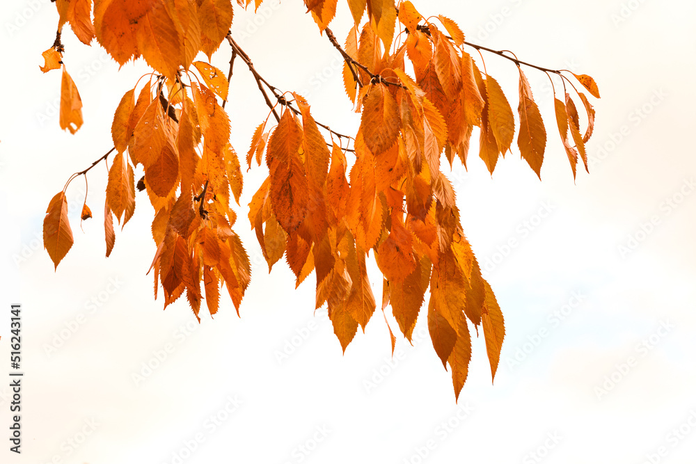 Autumn leaves hanging from a tree branch isolated against a white background. Beautiful Bright and v