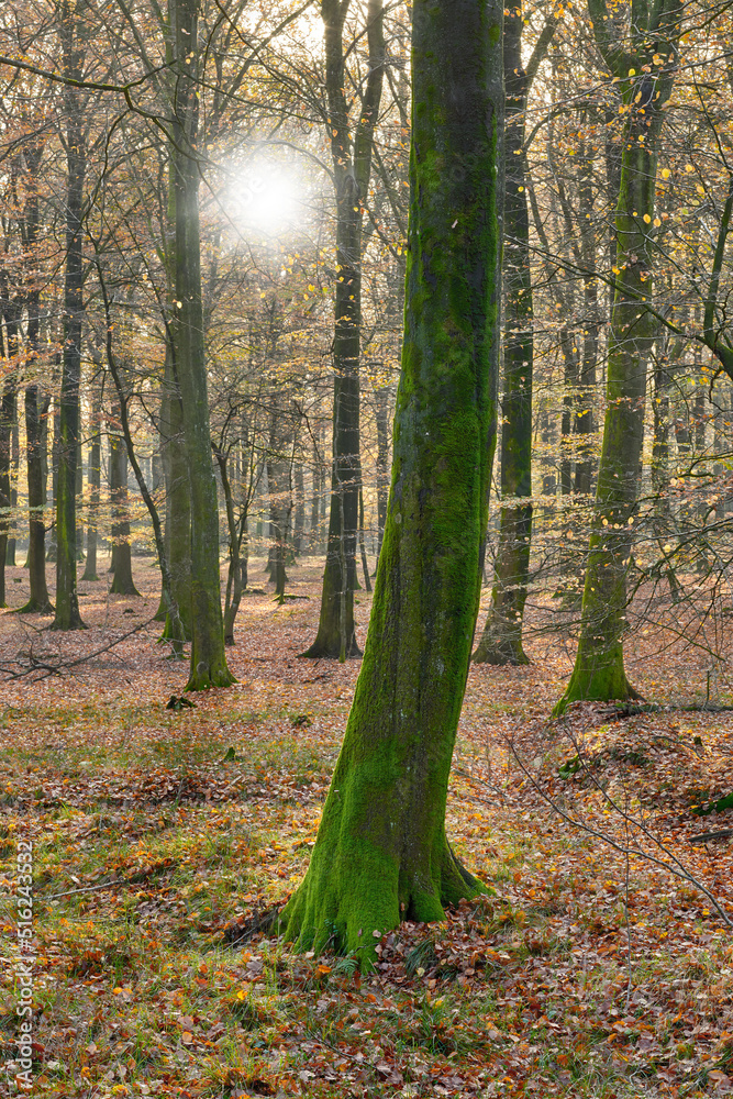 Many trees in a forest in autumn. Lots of tree trunks covered in moss in the woods on a sunny aftern