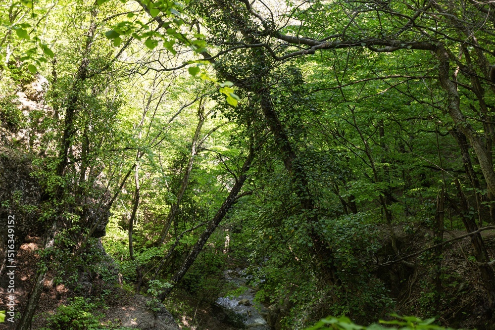 热带或欧洲森林背景