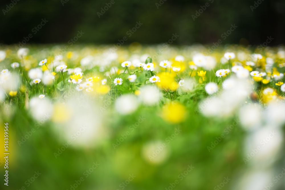 White and yellow flowers in spring forest closeup. Forest meadow covered by blossom flowers. Natural