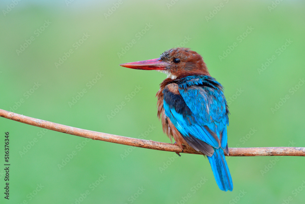 white-throated kingfisher (Halcyon smyrnensis) lonely perching on tree branch expose over fine and b