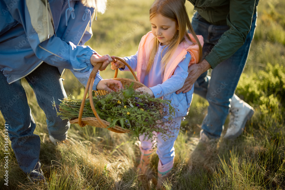 Little girl gathers wildflowers into basket traveling with her parents on nature during sunset. Crop