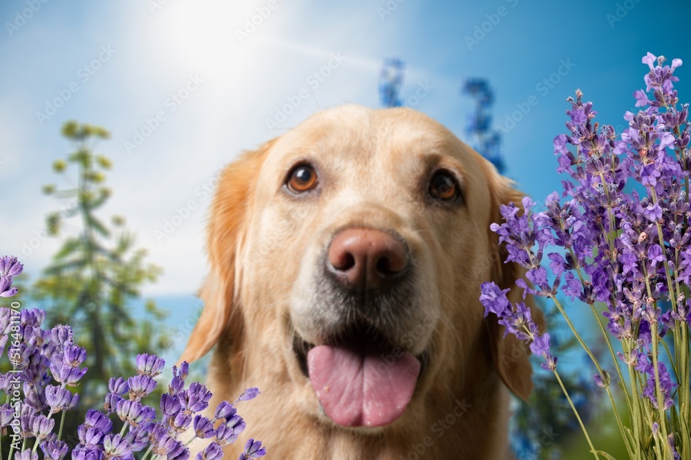 可爱的小宠物狗在夏天户外的薰衣草花香草地里寻找