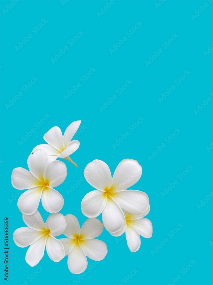 white frangipani flowers