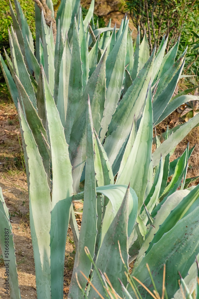 Fresh green succulent plants growing outdoors