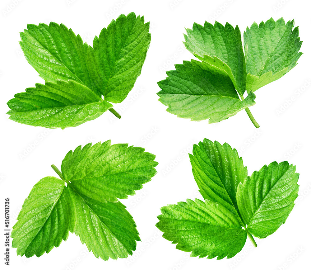 strawberry leaf isolated on white background